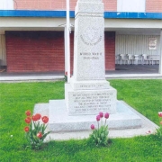 tulips-at-cenotaph